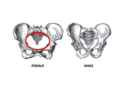 Female (left) and male (right) hip bones. Notice that the birth canal (in red) is much larger in the female than in the male and that the female hip bones are wider