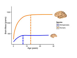 Brain growth in humans and chimpanzees. Click for more detail.