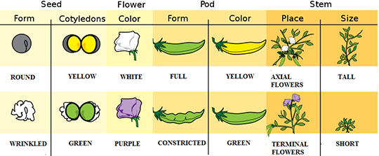 Traits that Gregor Mendel studied in his pea plant experiments. Mendel wanted to know how organisms pass traits from generation to generation. To do this he would chose parent plants with one of these specific traits, allow these plants to reproduce, and then observed the traits in the offspring plants. Image by Mariana Ruiz LadyofHats.