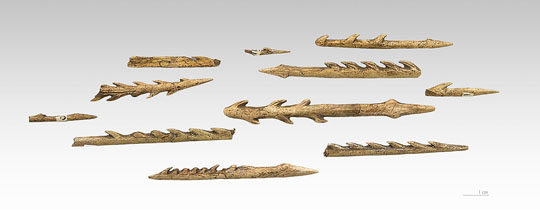 Harpoons like these were used by Middle Stone Age people 90,000 years ago to hunt large catfish in the Democratic Republic of the Congo. Image by Didier Descouens.