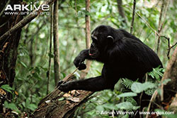 Chimpanzee using a stick to fish for termites in the wild.