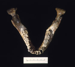 This is the jaw of Homo erectus. It's back teeth are really small, just like ours. Image courtesy of Institute of Human Origins, Arizona State University.