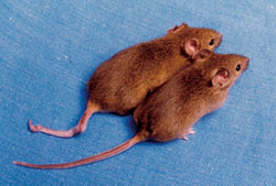 Se cambió un interruptor epigenético para que uno de estos ratones gemelos tuviera la cola rizada. Imagen cortesía de Emma Whitelaw, Universidad de Sydney, Australia.