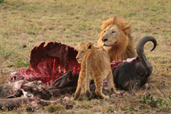 Lions and the other living carnivores of Africa are the only survivors of a large cast of meat-eaters that lived alongside our early ancestors. Image by Luca Galuzzi - www.galuzzi.it.