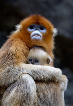 Kin selection predicts that this Golden Snub-Nosed Monkey is going to help out her infant even if it can’t reciprocate. Image by Giovanni Mari.