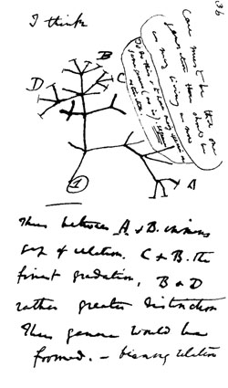 Charles Darwin realizó su primer bosquejo del árbol de la vida en 1837, en su cuaderno de nota. Imagen por Charles Darwin