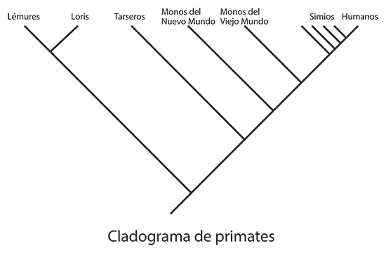 El cladograma de los primates. Los simios y humanos están más cerca en el árbol. Esto significa que están más estrechamente relacionados entre sí que con cualquier otro grupo en el árbol, como los tarseros, por ejemplo. Imagen de Petter Bøckman.