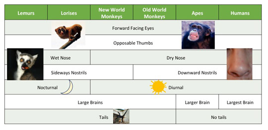 Here's a recap of some of the traits all primates share and some of the traits that differentiate primates from each other. 