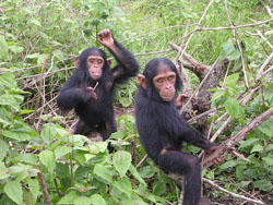 Young chimpanzees spend a lot of time playing and socializing with each other. This prepares them for life as adults. Image by Delphine Bruyere.