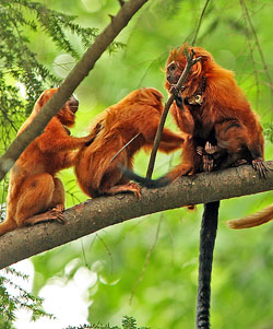 A golden lion tamarin family. Click for more detail.