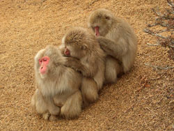 Tres macacos japoneses se acicalan entre sí para detectar garrapatas.