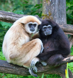 Gibbon pairs sing duets together every day. These duets mark their territory and tell other gibbon pairs to stay away. Image by MatthiasKabel (Own work).  