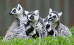 Ring-tailed lemurs are found on the island of Madagascar. They live in groups of up to 35 males and females. These primates use smells to mark their group territory and communicate with each other. Image by Chris Gin from Auckland, New Zealand.