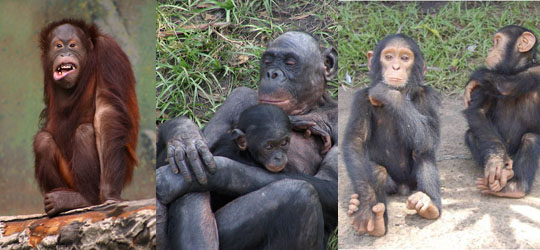 Ves en estas fotos algo que te parezca familiar? Los grandes simios comparten muchas cosas en común con los humanos. A los grandes simios les encanta pasar tiempo en familia. También les gusta jugar y divertirse. De izquierda a derecha: orangután de Malene Thyssen, bonobos de pelícano y chimpancés de Afrika Expeditionary Force.