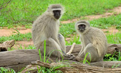 Vervet Monkeys use call systems to improve group safety. Click for more detail. 