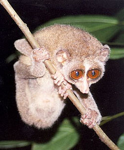 Can you see the primate features you share with this loris? Image by Dr. K.A.I. Nekaris.
