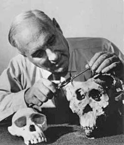 Louis Leakey examing skulls from Olduvai Gorge. Image from public domain. 