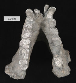 Gigantopithecus teeth. Click for more detail.
