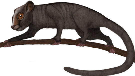 Carpolestes is a genus of small-bodied mammals that are either early primates, or closely related to the earliest primates. Genera like Carpolestes have grasping hands that may have been used to grab fruit from trees. These mammals had nails (like you) instead of claws (like squirrels and other mammals). Image by Sisyphos23. 