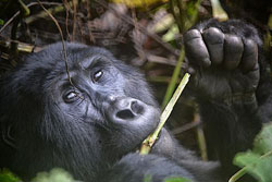 You've probably seen a human eat with their hands, just like this gorilla is doing. Image by Rod Waddington.