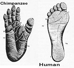The big toe. Notice how our hallux, or big toe, is in line with the rest of our toes. This makes it easier to push our foot off the ground during walking. The chimpanzee foot, however, has a divergent hallux. This position is ideal for grasping tree branches. Image by Steve.