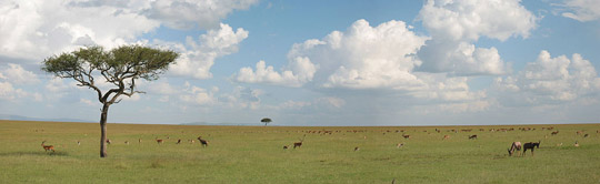 An African savanna. Many researchers think hominins evolved in environments similar to this one. Image by Josski.