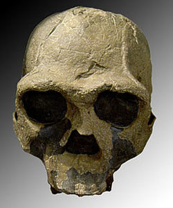Cranium of Homo erectus from east Africa. Image by Luna04~commonswiki.