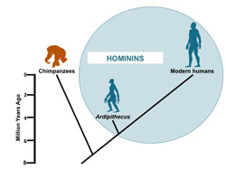 When hominins split away from the other ape descendants of our common ancestor. Click for more detail. 