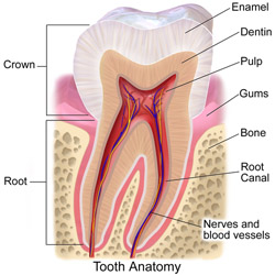This is an illustration showing the different parts of a human tooth. Notice how thick the enamel is. Image by BruceBlaus.  