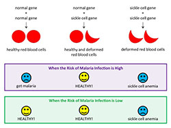 Sickle cell genes. Click for more detail.