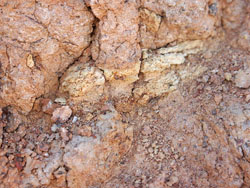 A small, poorly preserved bone peaking out of the rock. Image by Mark Marathon. 