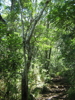 A modern forest in Cape Town that may resemble the Sidi Hakoma. Image by S Molteno.