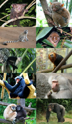 Primates. Click for more detail.