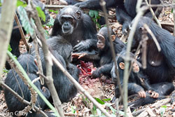 A group of chimpanzees share the remains of one of their hunts. Photo courtesy of Ian Gilby.