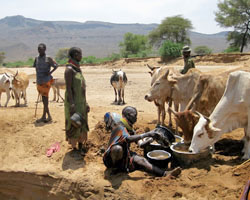 The Turkana rely on animals like cows, goats, and camels for milk, meat, and transportation. 
