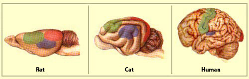 There is a big difference in both size and shape of the human brain. Compared to a rat and cat, the human brain is much bigger and much more rounded. 