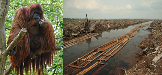 Deforestation is a big threat to orangutans in southeast Asia. These Great Apes live on islands, meaning they have nowhere to go when their habitats are cut down. Images by David Arvidsson and Aidenvironment respectively.  