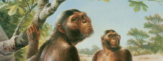 An artist's reconstruction of Australopithecus afarensis. Image by Michael Hagelberg.