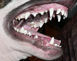 bull terrier teeth