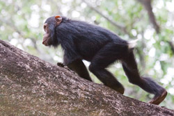 A chimpanzee walking quadrupedally. Our closest living relative walks on four legs while we have evolved the ability to walk on two. Image by Ikiwaner.