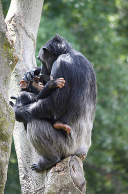 A chimpanzee infant grasping its mother with its hands and feet. The chimpanzees fur make holding on pretty easy. Image by derekkeats.