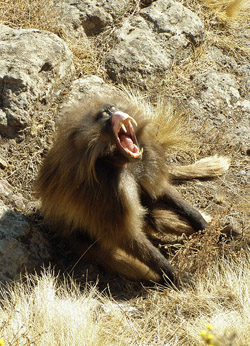 This male baboon bares his big canines to scare other males and impress females. Image by BluesyPete.