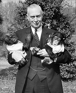 Here's a man with a baby gorilla (on the left) and a baby chimpanzee (on the right). Do you see some traits they all have in common? 