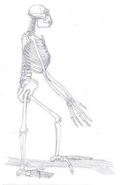 A sketch of Ardipithecus ramidus, adapted to move in trees. Image by Tobias Fluegel.