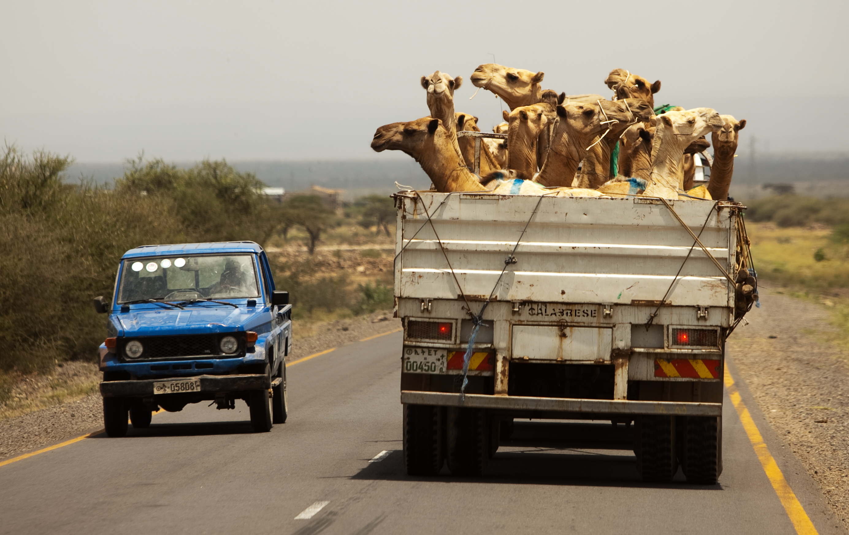 Camels getting a ride, Ethiopia