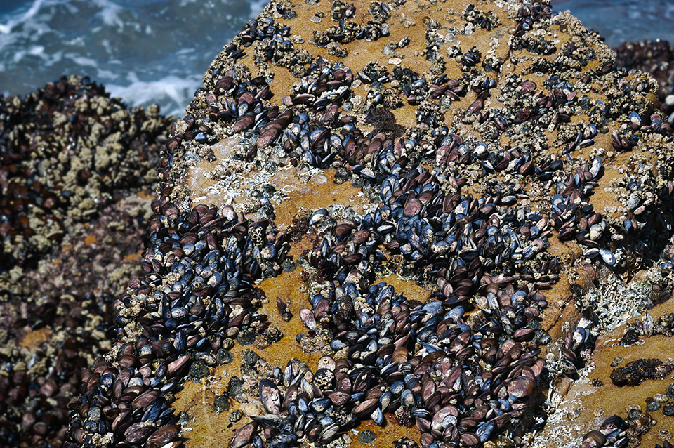 Mussels along the shore, Mossel Bay, South Africa