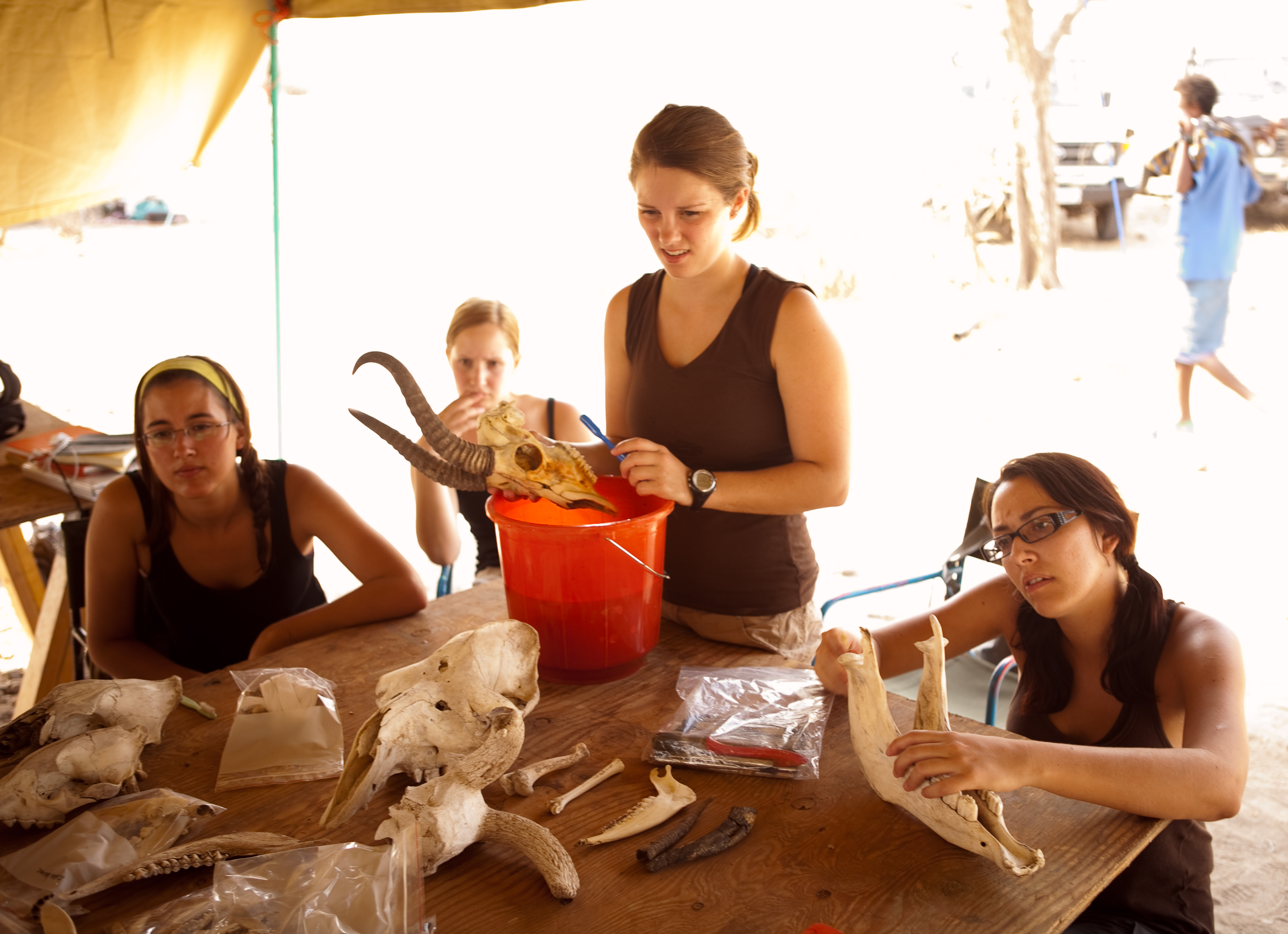 Cleaning fossils and bones from the field work