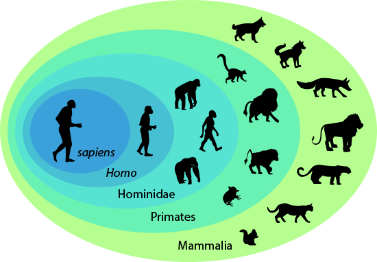 Sapiens Classification Chart