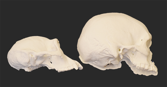 An example of the 3-D printed skulls used in this experiment