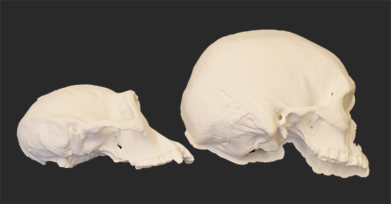 Brain size and evolution